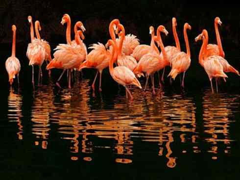 极品红色鸟类：火烈鸟