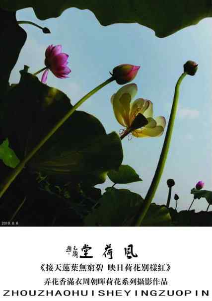 周朝晖先生为海君拍的鸟儿作画