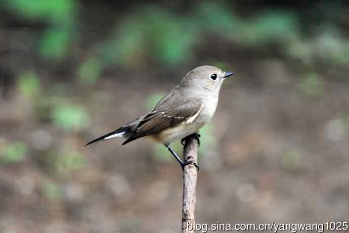 红喉姬鹟(20) 红喉姬鹟(20)