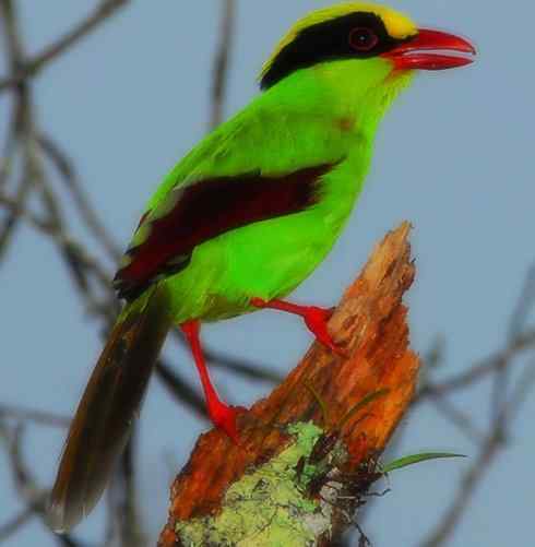 美丽无罪：雀鸟之绿鹊