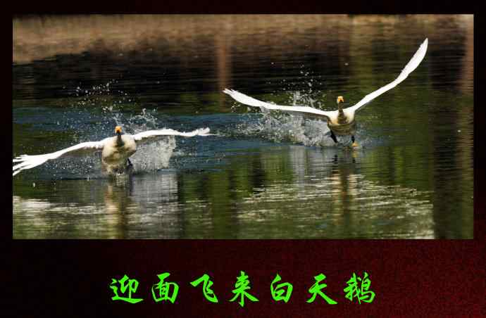 迎面飞来白天鹅