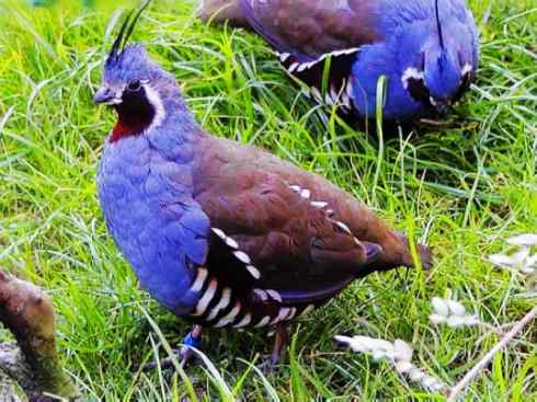 凤凰:传说中的鸟原型探秘(大眼斑雉) 凤凰:传说中的鸟原型探秘(大眼斑雉)