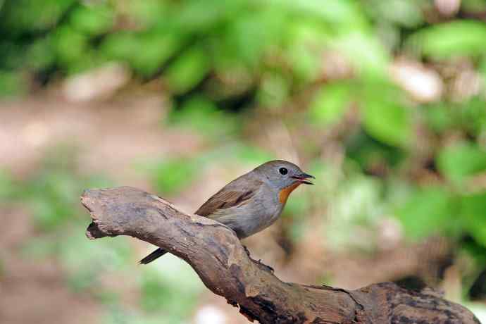 雄性红喉姬鹟（3）
