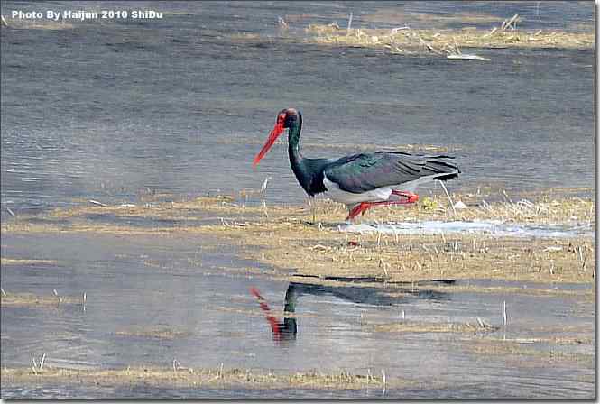  点击图片或使用键盘← →翻页