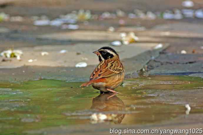 雄性白眉鹀(1) 雄性白眉鹀(1)