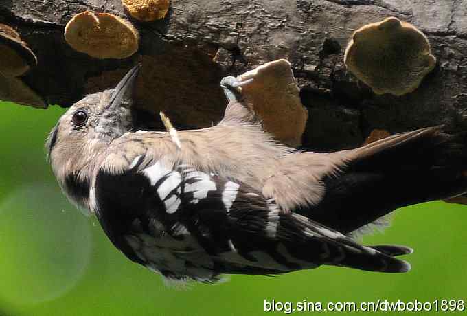 星头啄盖房 大斑啄浴乐