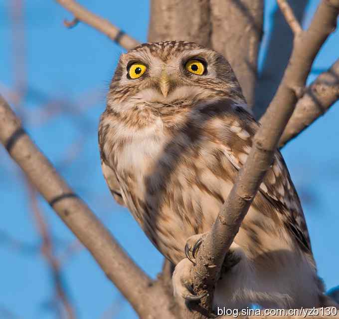 密林深处遭遇方头小猫（组图，12张图片）