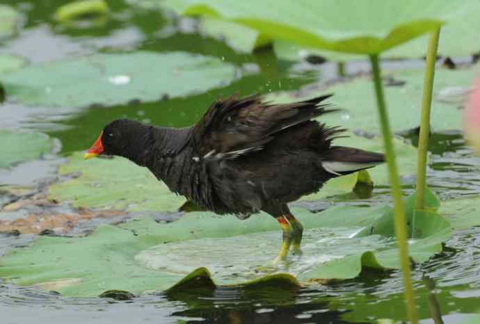 再拍黑水鸡(纪实)2 再拍黑水鸡(纪实)2