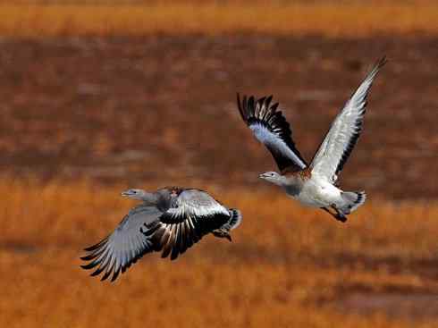鸟类之最：大鸨