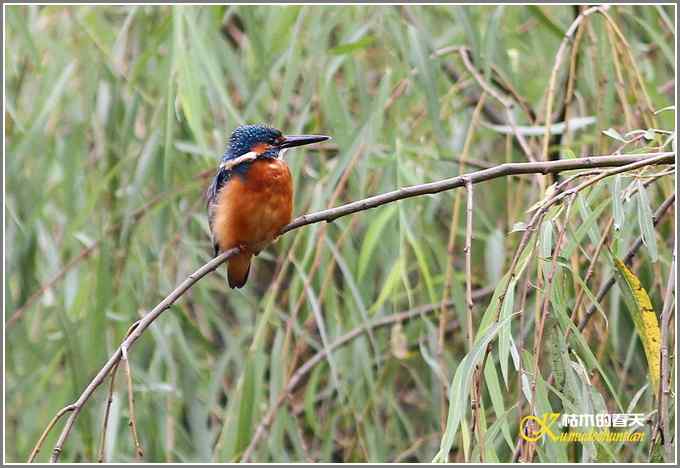 秋风冷雨拍红头【照片】 秋风冷雨拍红头【照片】