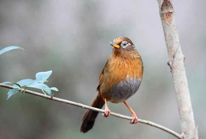 【画眉深浅入时无 wbr不如林间自在啼】（野生画眉鸟一组）