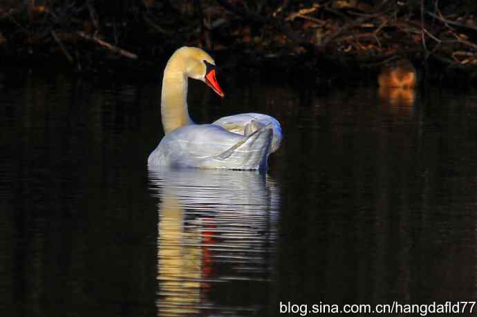 天鹅回眸：辞旧