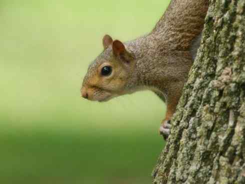 动物世界：山寨还是原创之七