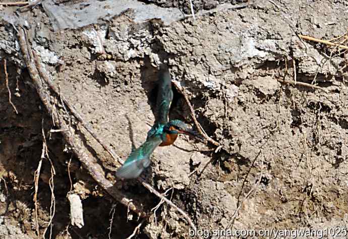 北京动物园的鸟类——夫妻双双筑巢忙（翠鸟纪实）