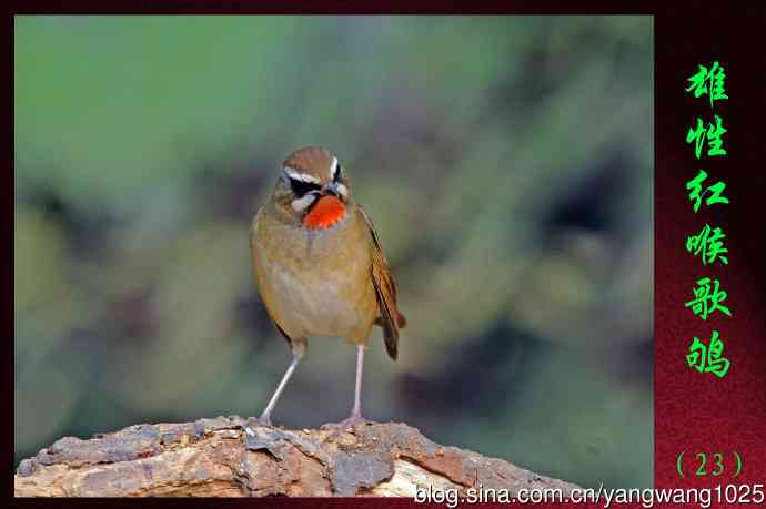 雄性红喉歌鸲（23）