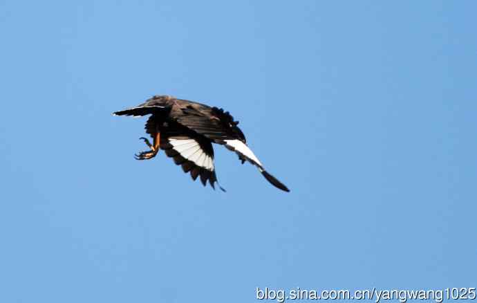 捕飞虫的八哥（记实）续1