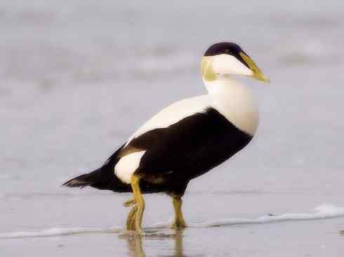 另类鸟类建筑师之三（绒鸭、蜂鸟）