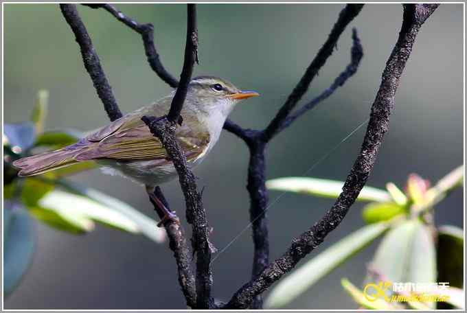 旋木雀&bull;煤山雀&bull;柳莺【照片】