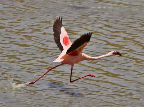 极品红色鸟类：火烈鸟