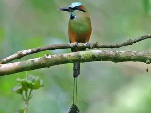 绝色攀禽：佛法僧目之翠鴗2