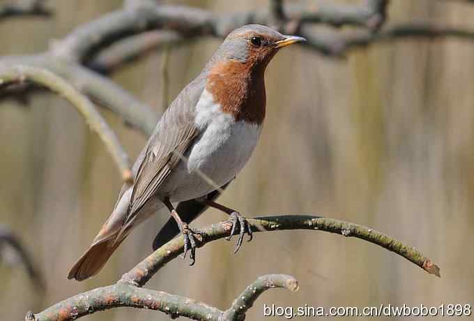 赤颈鸫和珠颈斑鸠