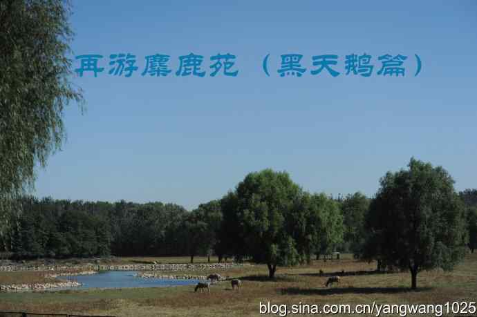 再游麋鹿苑（黑天鹅篇）