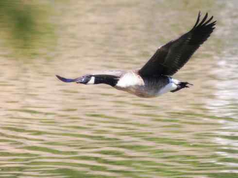 家禽驯化之源之十三（大雁、丹顶鹤）