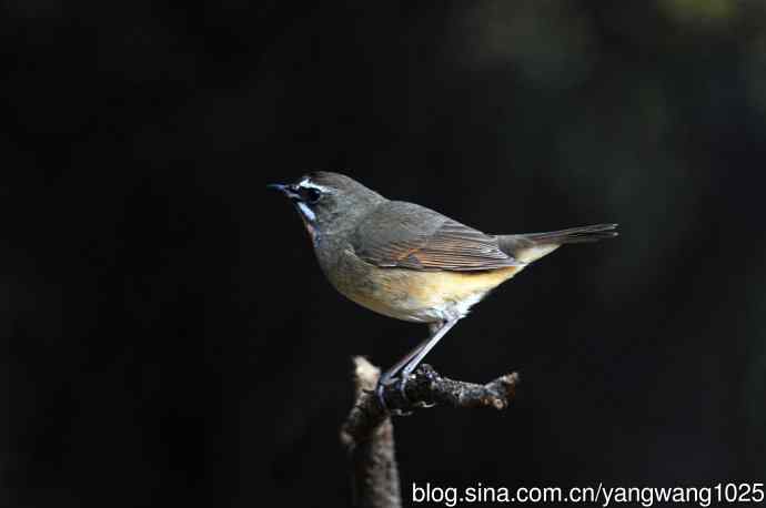 红喉歌鸲(20) 红喉歌鸲(20)