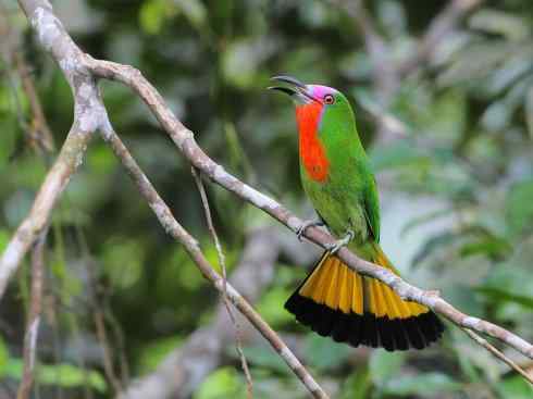 绝色攀禽:佛法僧目之蜂虎 绝色攀禽:佛法僧目之蜂虎