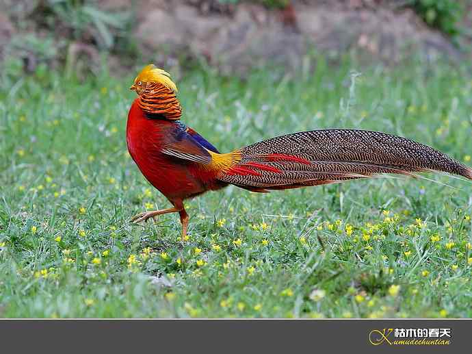 洋县拍鸟：红腹锦鸡