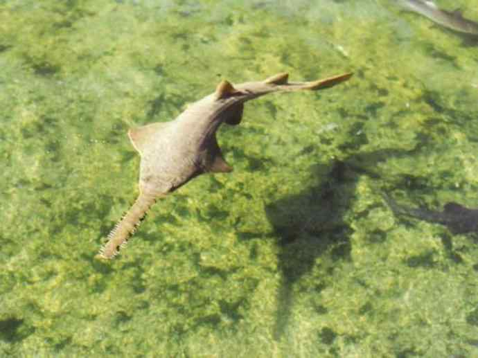 鱼类活化石:锯鳐 鱼类活化石:锯鳐