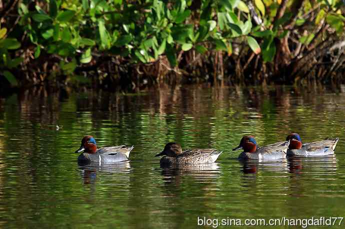 美洲绿翅鸭（3）