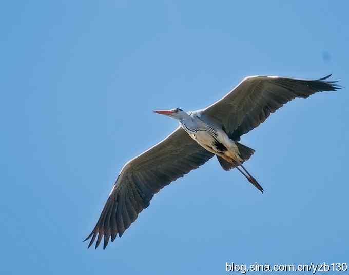 翠湖繁殖羽（组图，12张图片）