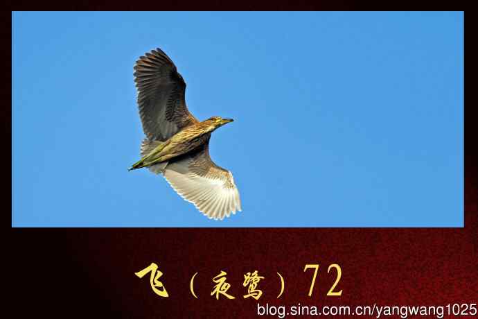 飞(夜鹭)72 飞(夜鹭)72