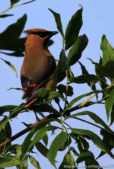 雪松太平鸟（5）