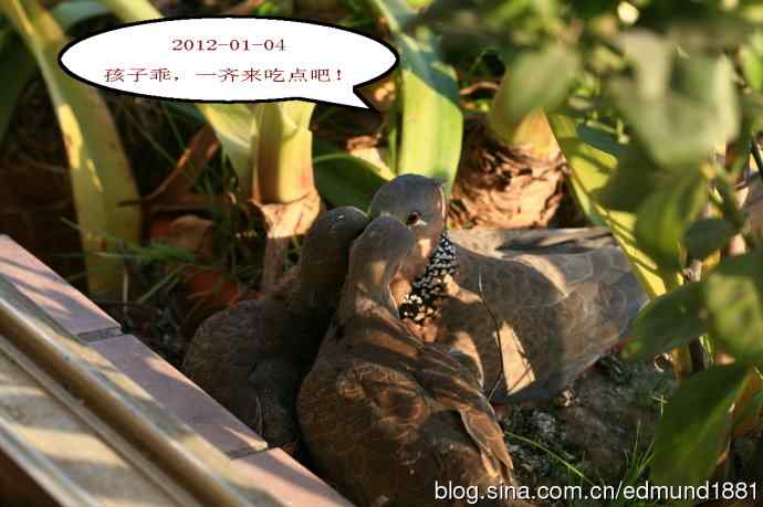 珠颈斑鸠育儿记