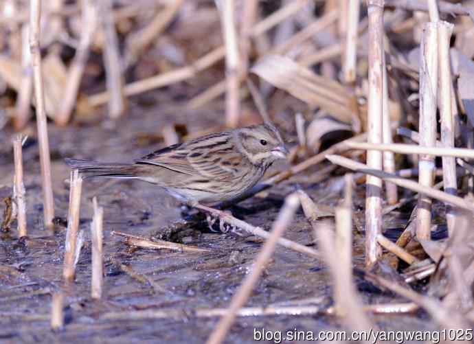 雌性灰头鹀（5）