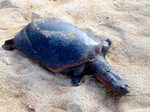 玄武:传说的兽原型探秘(鳖) 玄武:传说的兽原型探秘(鳖)