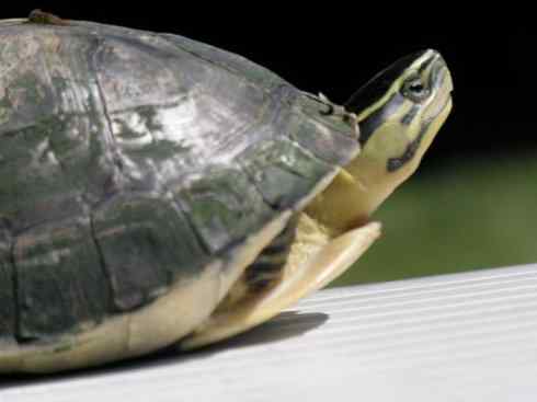 玄武：传说的兽原型探秘（鳄龟）