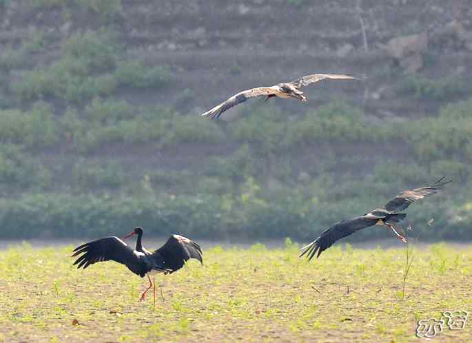 白河堡&nbsp;wbr路&nbsp;wbr路遇黑鹳