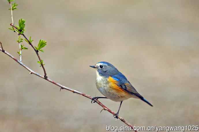 雄性红胁蓝尾鸲（25）