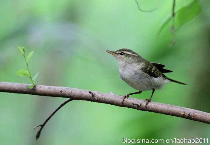 双斑绿柳莺和黄腰柳莺 双斑绿柳莺和黄腰柳莺