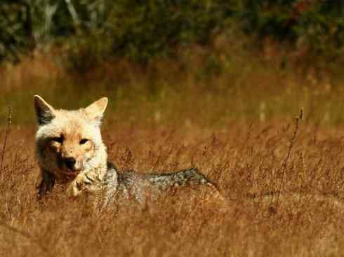 犬科：狐亚科伪狐属之高地狐、河狐、秘鲁狐