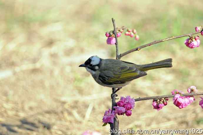 白头鹎（随拍）1