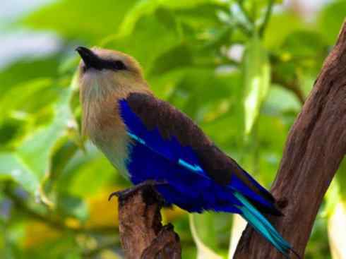 绝色攀禽：佛法僧目之佛法僧2