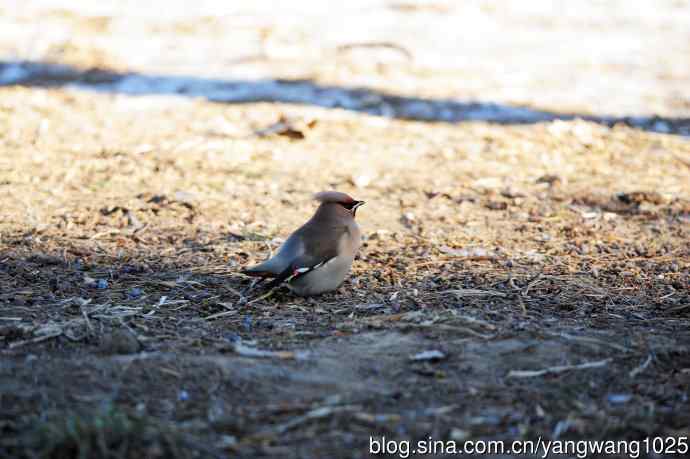 太平鸟(4) 太平鸟(4)