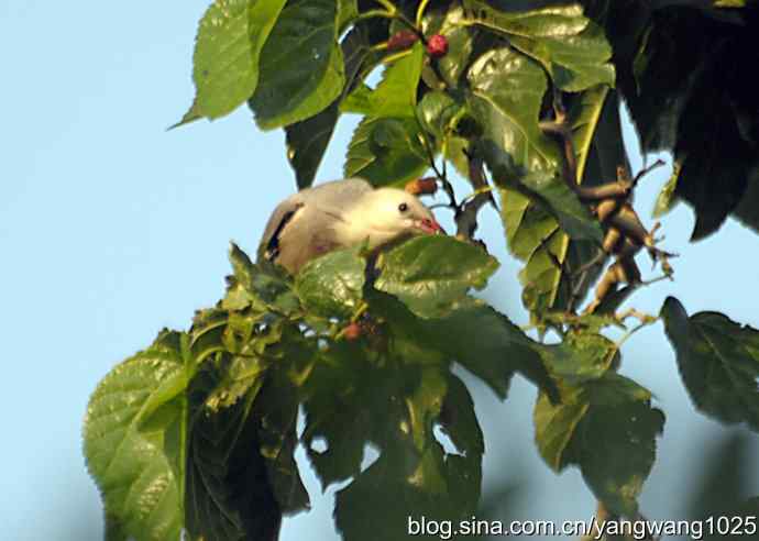 桑树上的北椋鸟、丝光椋鸟