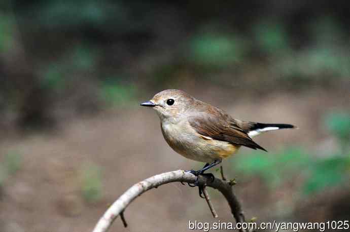 红喉姬鹟（14）