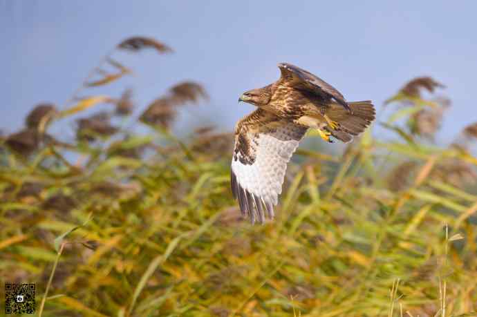 野鸭湖的普通鵟 野鸭湖的普通鵟