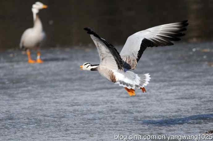 斑头雁（抓拍）14